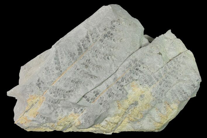 Pennsylvanian Fossil Fern (Sphenopteris) Plate - Kentucky #142433